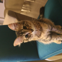 Tekir Kedi, Kedi  Pati fotoğrafı