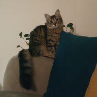 Tekir Kedi, Kedi  Pati fotoğrafı
