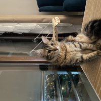 Tekir Kedi, Kedi  Pati fotoğrafı