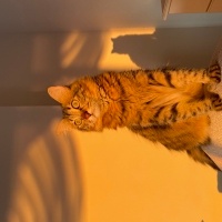 Tekir Kedi, Kedi  Pati fotoğrafı