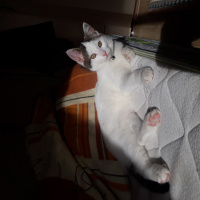 Tekir Kedi, Kedi  EFE fotoğrafı