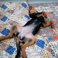 Rottweiler, Köpek  Hera fotoğrafı