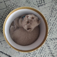 Scottish Fold, Kedi  Köfte fotoğrafı