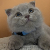 Scottish Fold, Kedi  Köfte fotoğrafı