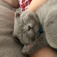 Scottish Fold, Kedi  Köfte fotoğrafı