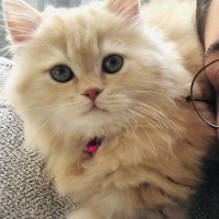 İran Kedisi (Persian), Kedi  Yumak fotoğrafı