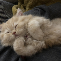 İran Kedisi (Persian), Kedi  Yumak fotoğrafı