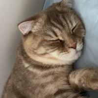 Scottish Fold, Kedi  Bella fotoğrafı