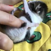 Tekir Kedi, Kedi  whiskey fotoğrafı