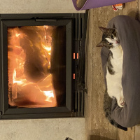 Tekir Kedi, Kedi  whiskey fotoğrafı