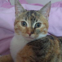 Tekir Kedi, Kedi  Sütlaç fotoğrafı