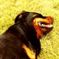 Rottweiler, Köpek  Tim fotoğrafı