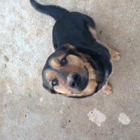 Rottweiler, Köpek  Tina fotoğrafı