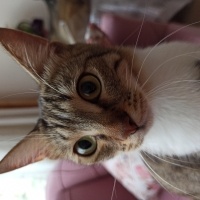 Tekir Kedi, Kedi  Badem fotoğrafı