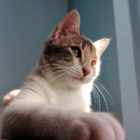 Tekir Kedi, Kedi  Balım fotoğrafı