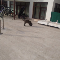 Presa Canario, Köpek  Ates fotoğrafı
