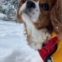 Cavalier King Charles Spanieli, Köpek  IHLAMUR fotoğrafı