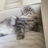 Chinchilla, Kedi  İrmik fotoğrafı