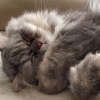 Chinchilla, Kedi  İrmik fotoğrafı
