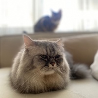 Chinchilla, Kedi  İrmik fotoğrafı