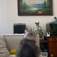 Chinchilla, Kedi  İrmik fotoğrafı