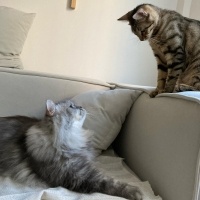 Chinchilla, Kedi  İrmik fotoğrafı