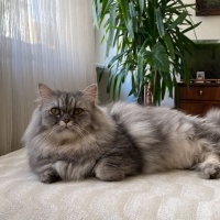 Chinchilla, Kedi  İrmik fotoğrafı