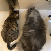Chinchilla, Kedi  İrmik fotoğrafı