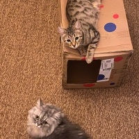 Chinchilla, Kedi  İrmik fotoğrafı