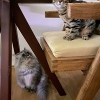 Chinchilla, Kedi  İrmik fotoğrafı