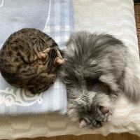 Chinchilla, Kedi  İrmik fotoğrafı