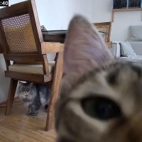 Chinchilla, Kedi  İrmik fotoğrafı