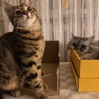 Chinchilla, Kedi  İrmik fotoğrafı