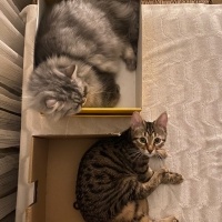 Chinchilla, Kedi  İrmik fotoğrafı