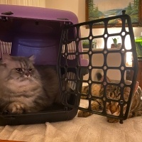 Chinchilla, Kedi  İrmik fotoğrafı