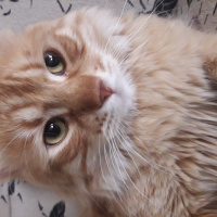 Sarman, Kedi  Tarçın fotoğrafı
