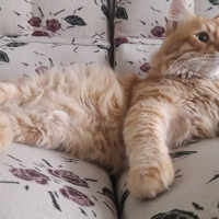 Sarman, Kedi  Tarçın fotoğrafı