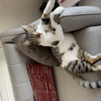 Tekir Kedi, Kedi  Romeo fotoğrafı