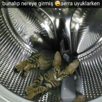 Tekir Kedi, Kedi  Serra fotoğrafı