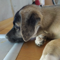 Kangal, Köpek  Zarîn fotoğrafı
