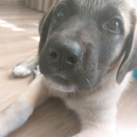 Kangal, Köpek  Zarîn fotoğrafı