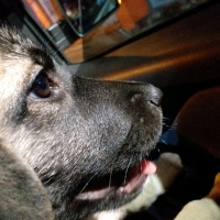 Kangal, Köpek  Zarîn fotoğrafı