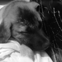 Kangal, Köpek  Zarîn fotoğrafı