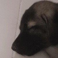 Kangal, Köpek  Zarîn fotoğrafı