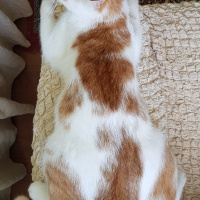 Tekir Kedi, Kedi  Bisküvi fotoğrafı