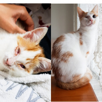 Tekir Kedi, Kedi  Bisküvi fotoğrafı