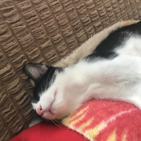 Tekir Kedi, Kedi  köfte fotoğrafı