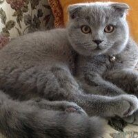 Scottish Fold, Kedi  Duman fotoğrafı