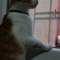 Sarman, Kedi  Minnoş fotoğrafı
