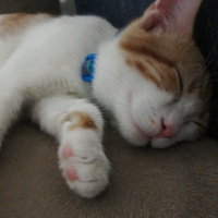 Sarman, Kedi  Minnoş fotoğrafı